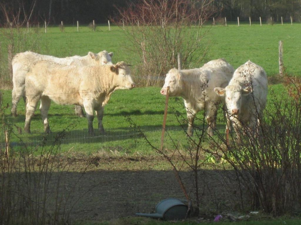 Au Jardin Fleuri Vauxaillon Exterior foto
