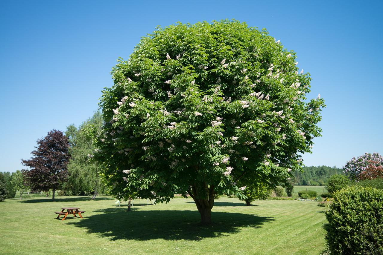Au Jardin Fleuri Vauxaillon Exterior foto